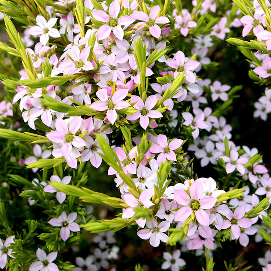 Diosma 'Sunset Gold'