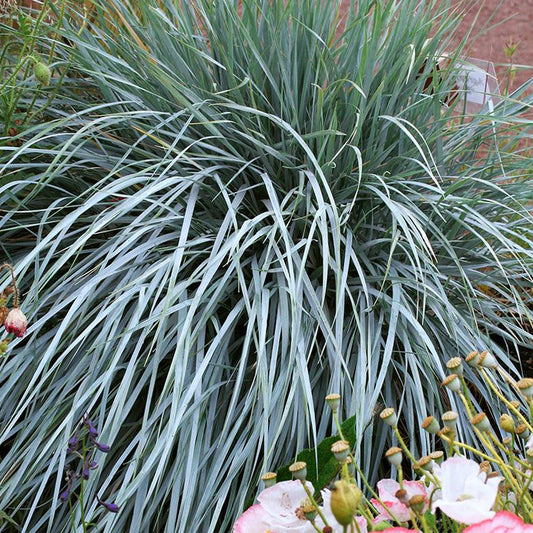 Elymus magellanicus