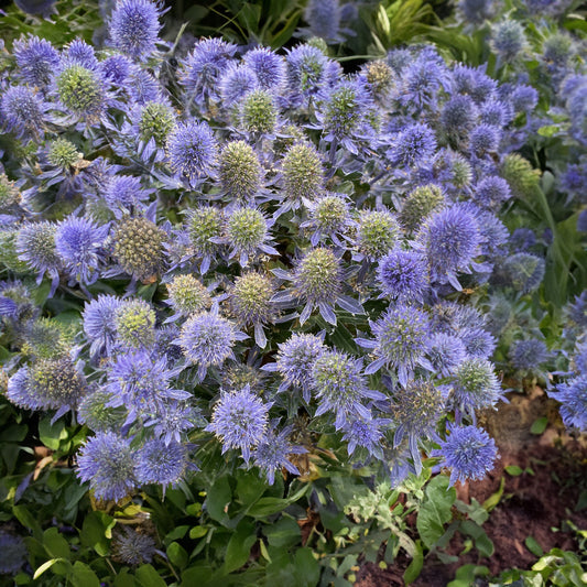 Eryngium 'Grumpy'