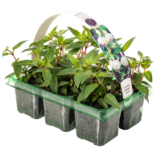 Fuchsia Harry Gray Basket Plants