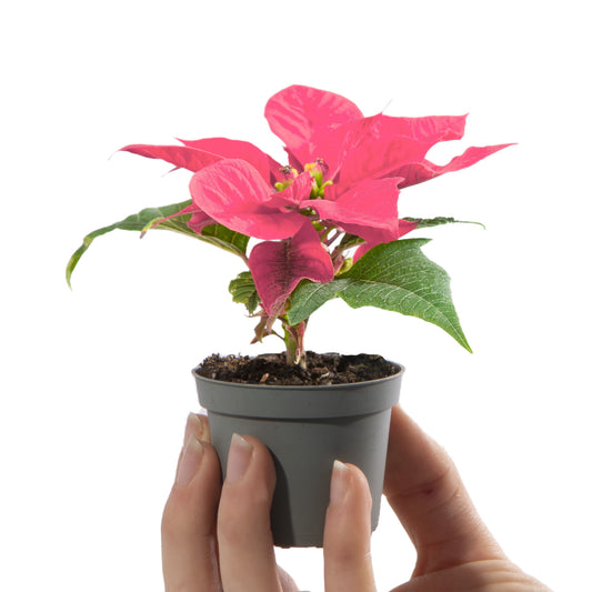 Pink Baby Poinsettia