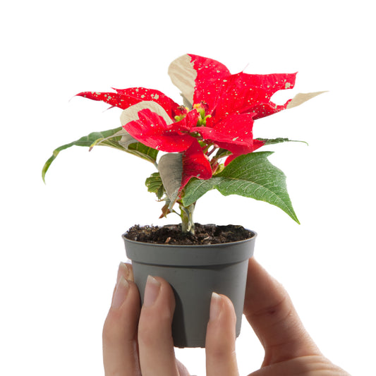 Red & White Baby Poinsettia