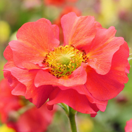 Geum 'Fiery Tempest'