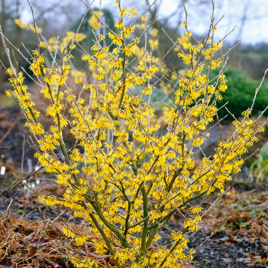 Hamamelis 'Arnold Promise'