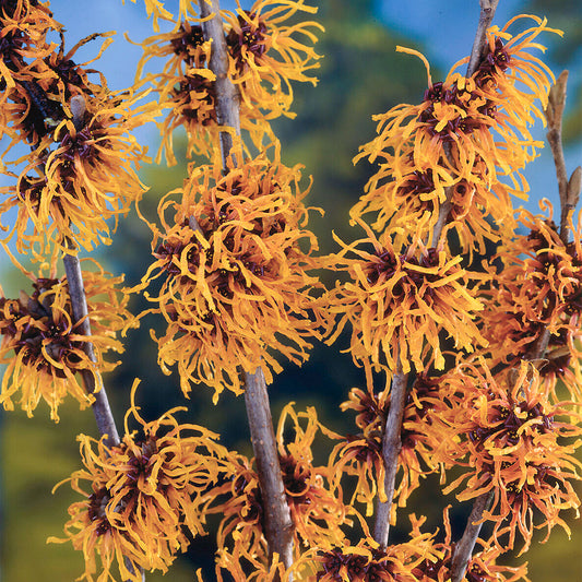 Hamamelis 'Orange Beauty'