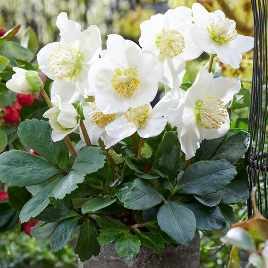 Helleborus 'Christmas Carol'