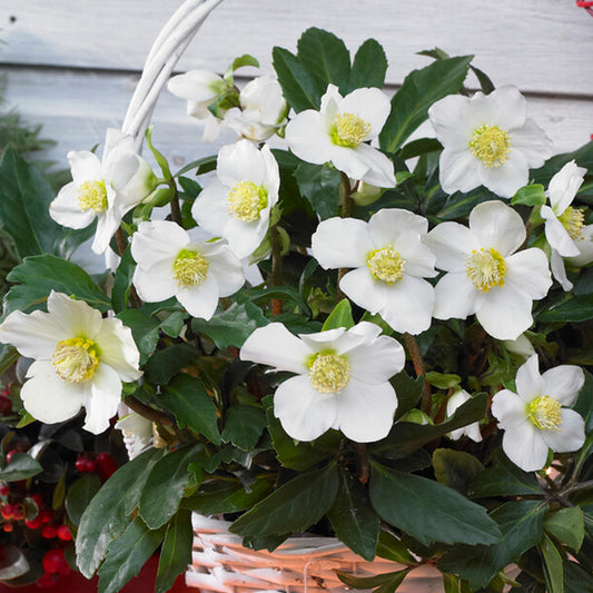 Helleborus niger