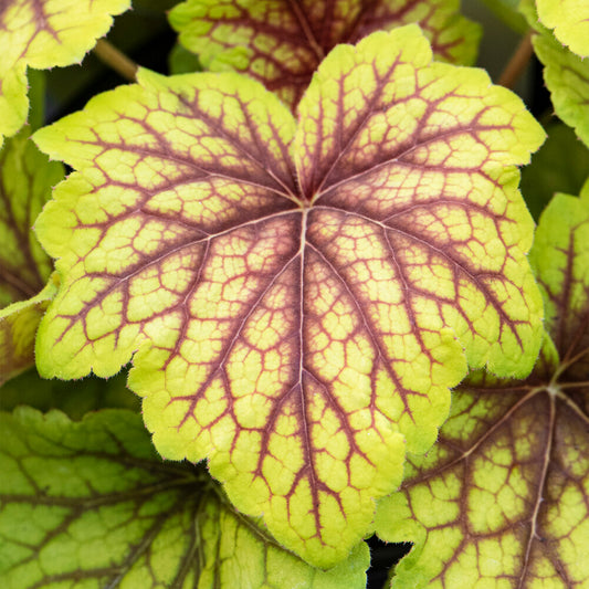 Heuchera 'Red Lightning'