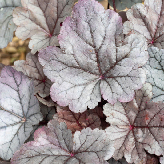 Heuchera 'Silver Gumdrop'