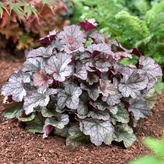 Heuchera 'Silver Scrolls'