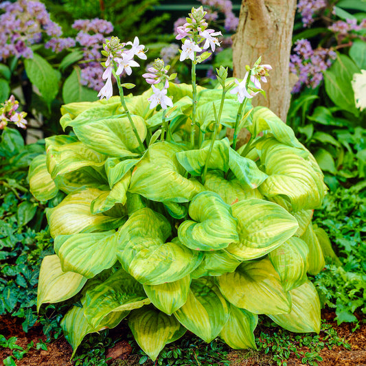 Hosta 'Guacamole'