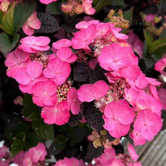 Hydrangea 'Daredevil'