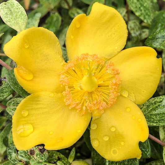 Hypericum 'Radiance'