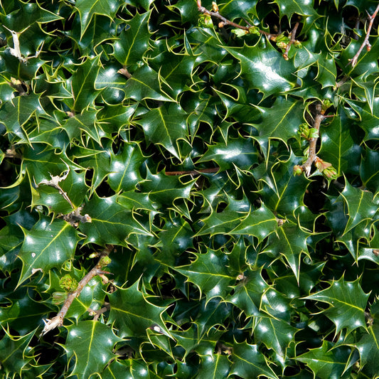 Ilex aquifolium