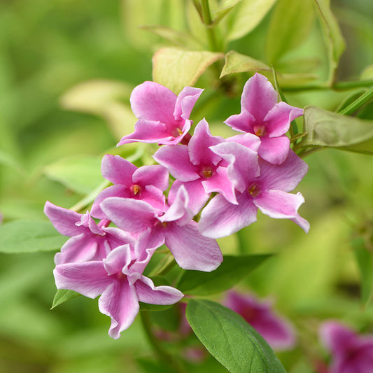 Jasminum 'Starry Starry Summer Scent'