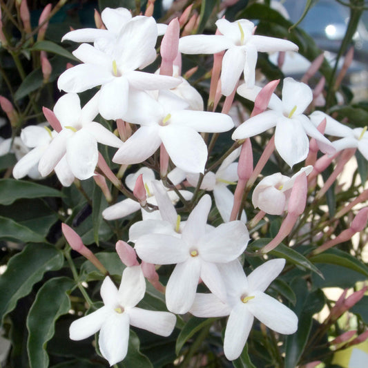 Jasminum polyanthum