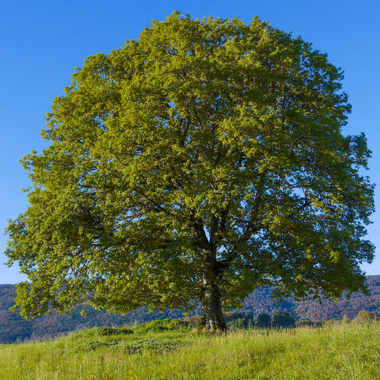 Juglans regia