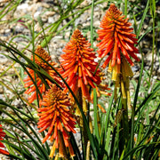 Kniphofia 'Poco Orange'