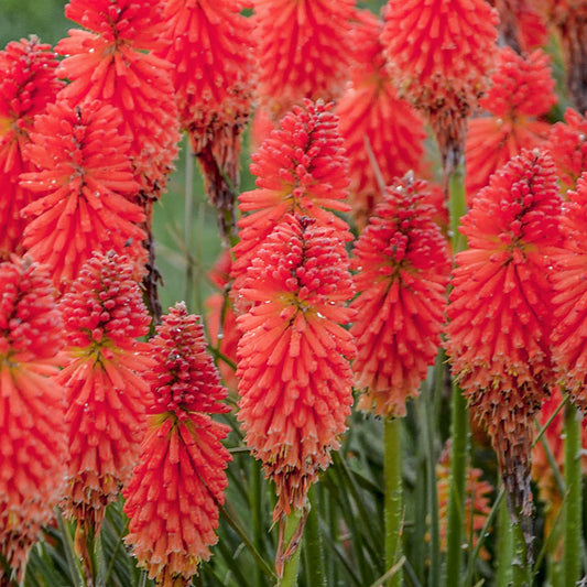 Kniphofia 'Poco Red'