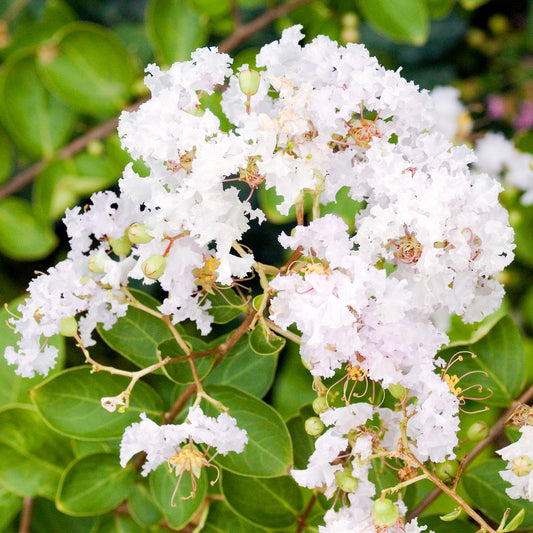 Lagerstroemia 'Lafayette'