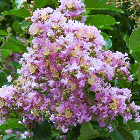 Lagerstroemia 'Muskogee'