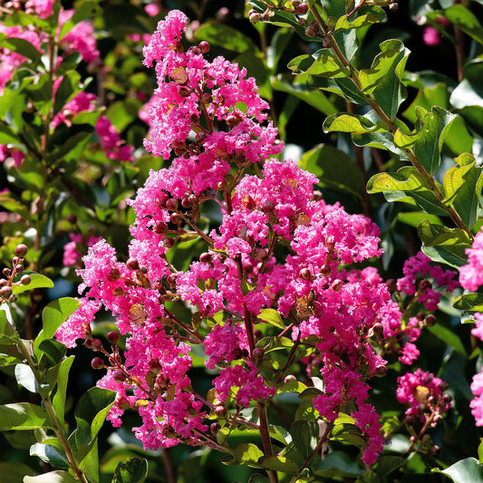 Lagerstroemia 'Rosea'