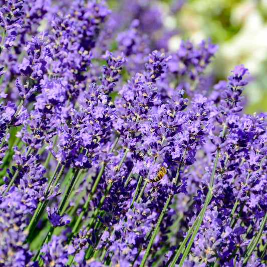 English Lavender