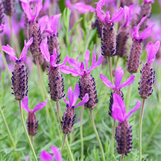 French Lavender