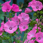 Lavatera 'Princess Pink'