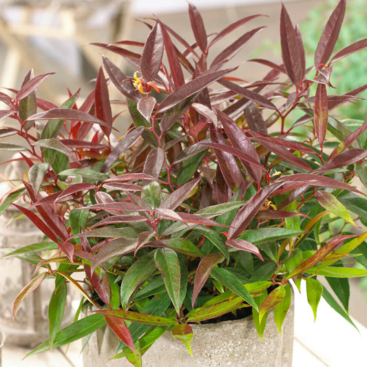 Leucothoe 'Burning Love'