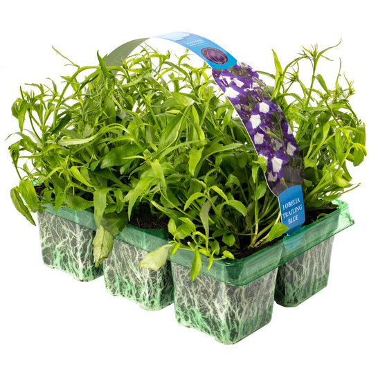 Lobelia Trailing Blue Basket Plants