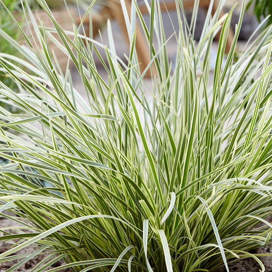 Lomandra 'White Sands'