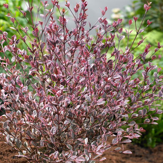 Lophomyrtus 'Magic Dragon'