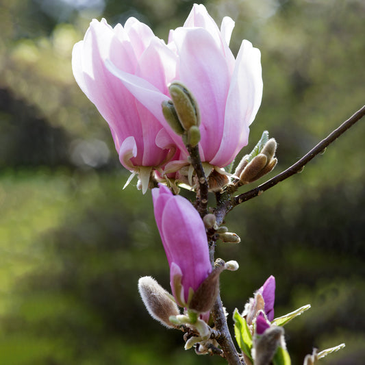 Magnolia 'George Henry Kern'