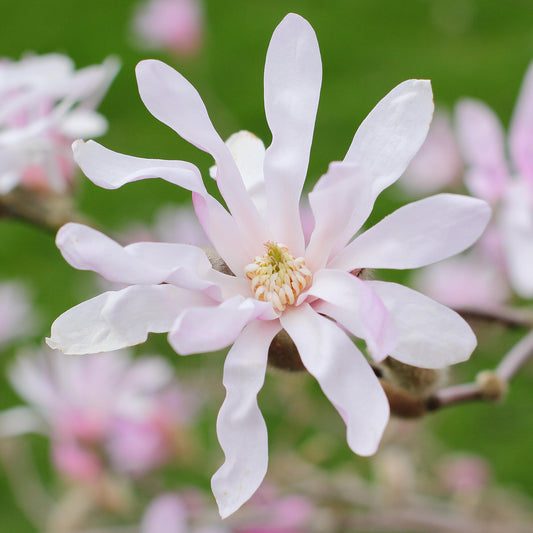 Magnolia 'Leonard Messel'