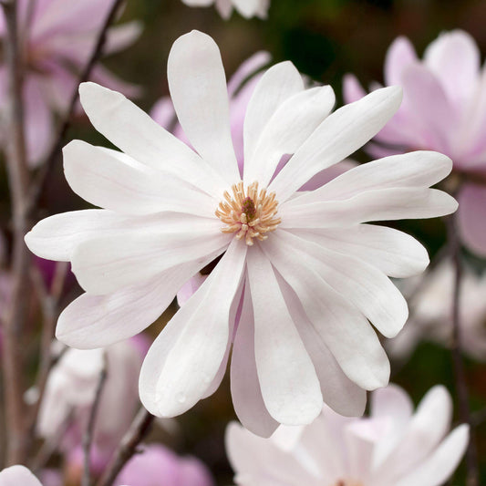 Magnolia 'Merrill'