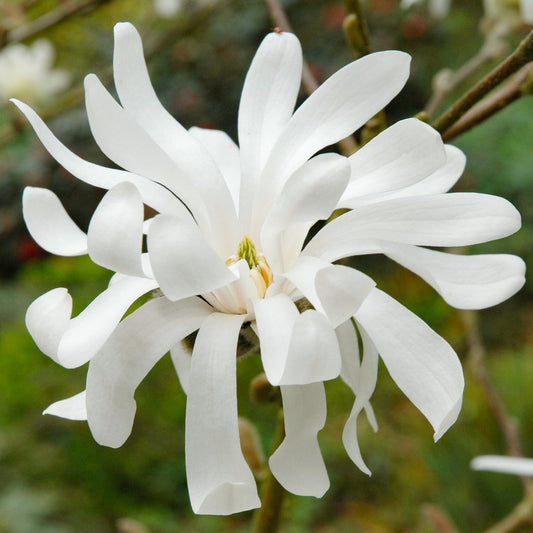 Magnolia 'Royal Star'