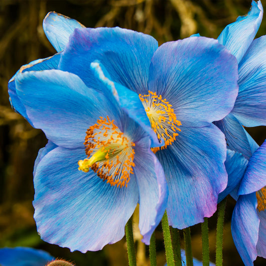 Meconopsis 'Blue'