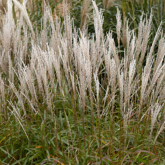 Miscanthus 'Navajo'