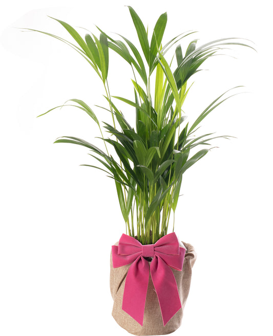 Areca Palm - Mother's Day House Plant Gift