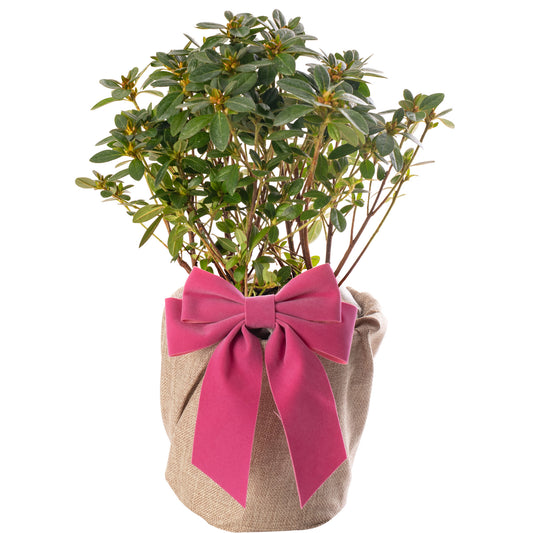 Azalea Pink - Mother's Day Outdoor Plant Gift