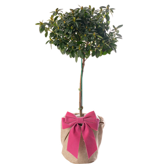 Azalea Bicolour Patio Tree - Mother's Day Outdoor Plant Gift