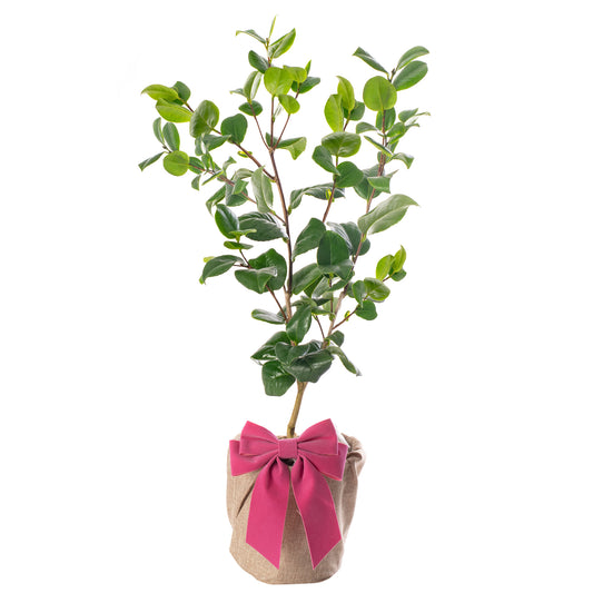 Pink Camellia - Mother's Day Outdoor Plant Gift