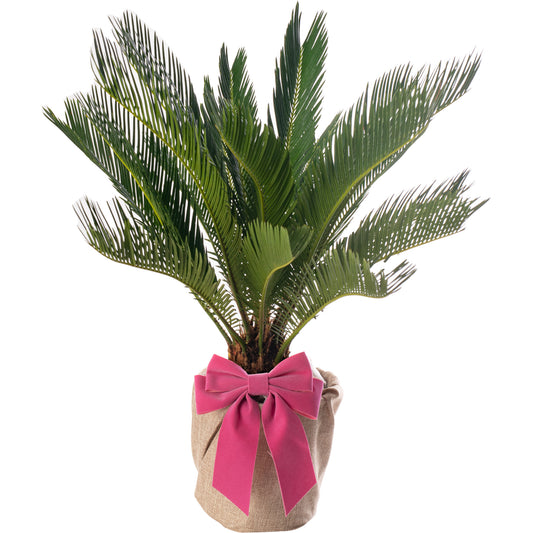 Mother's Day Gift - Cycas Revoluta - Mother's Day House Plant Gift