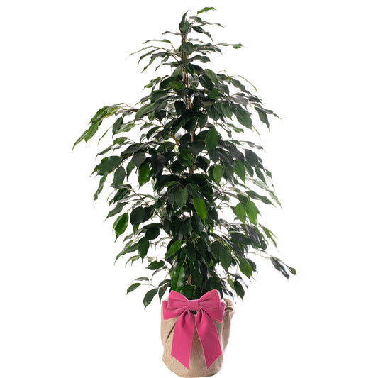 Mother's Day Gift - Ficus Danielle - Mother's Day House Plant Gift