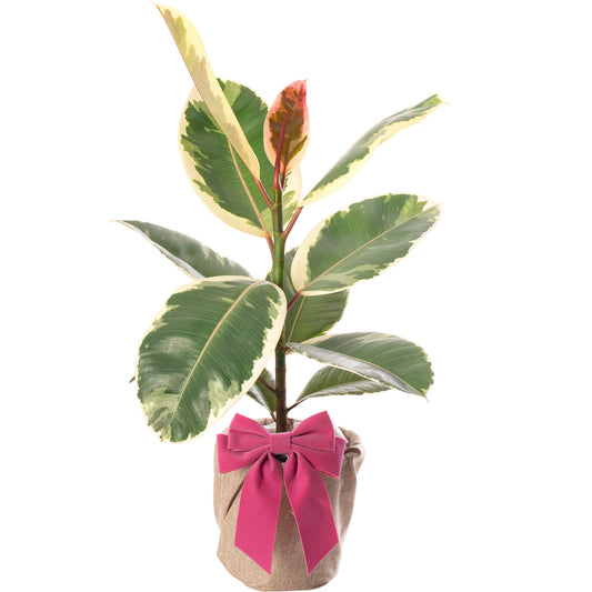 Mother's Day Gift - Ficus Tineke - Mother's Day House Plant Gift