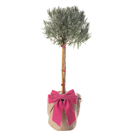 Lavender Patio Tree - Mother's Day Outdoor Plant Gift