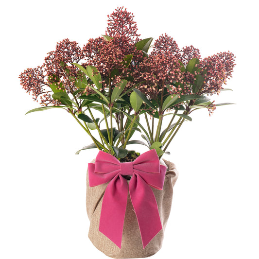 Skimmia Rubella - Mother's Day Outdoor Plant Gift