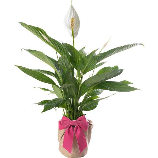 Spathiphyllum Peace Lily - Mother's Day House Plant Gift