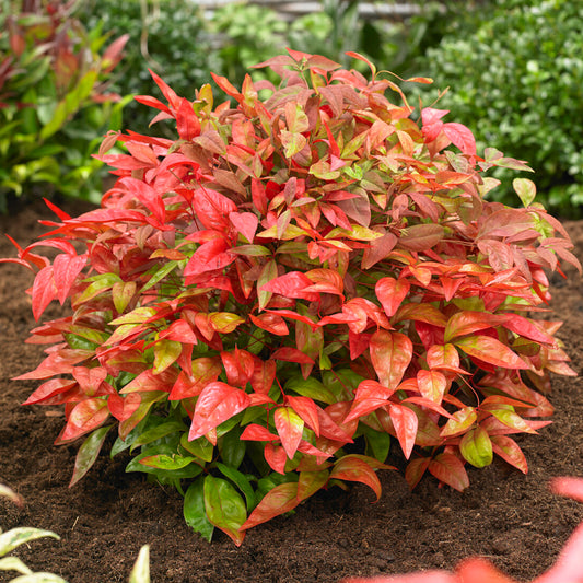 Nandina 'Blush Pink'